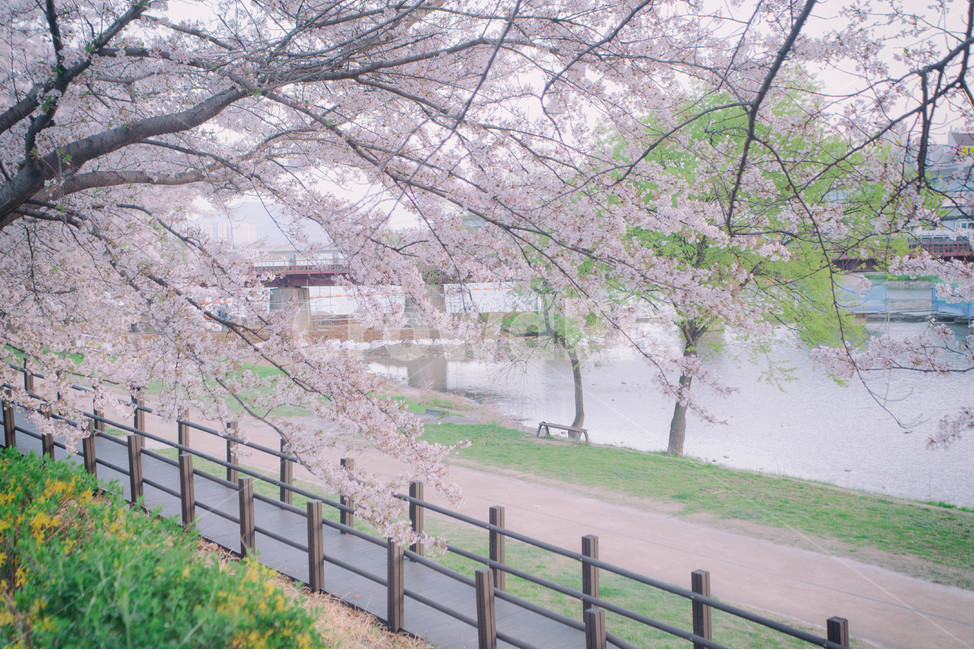 봄,계절,벚꽃,자연,풍경,봄꽃,꽃,blossom,cherryblossom,식물,plant,spring,season,nature,landscape,봄,계절,spring,season,자연,풍경,nature,landscape