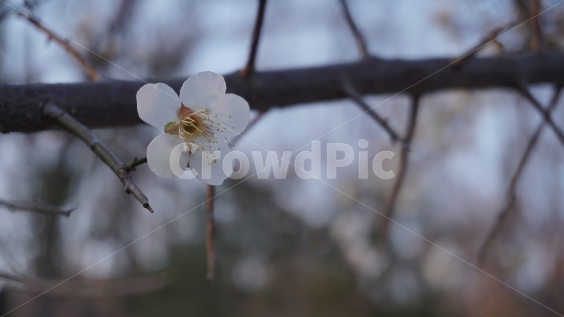 꽃,벚꽃,plant,식물,봄