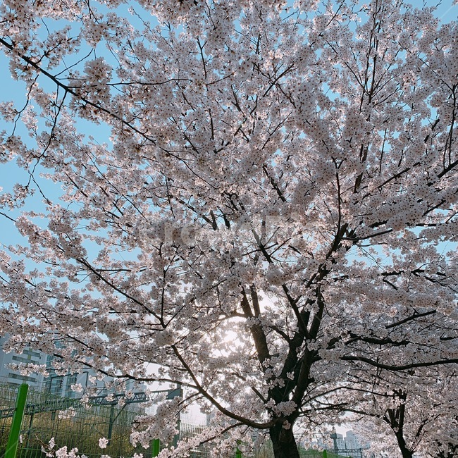 벚꽃,나무,벚꽃나무,봄,계절