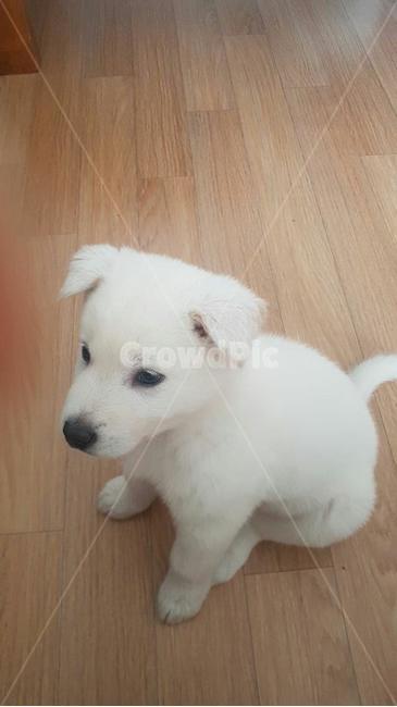 강아지,귀여운강아지,애완견,dog,풍산개
