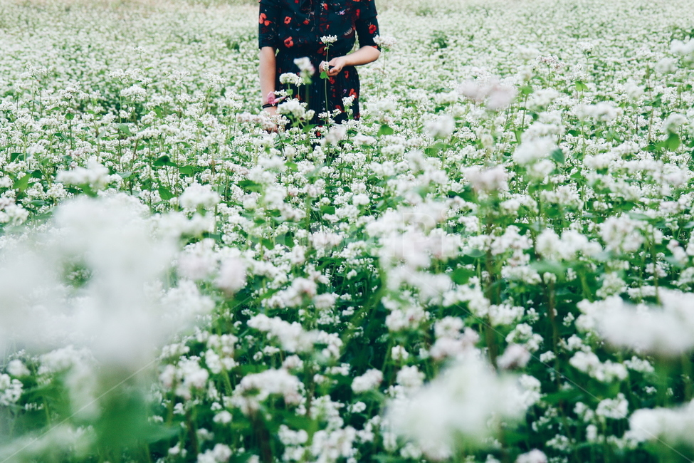 식물,꽃,자연,메밀꽃,사람,여자,원피스,가을,인물,인간,여성,flower,nature,people,식물,자연,plants,nature,꽃,flower,사람,인물,인간,human,person,신체일부,몸,body,여성,여자,woman,female,lady