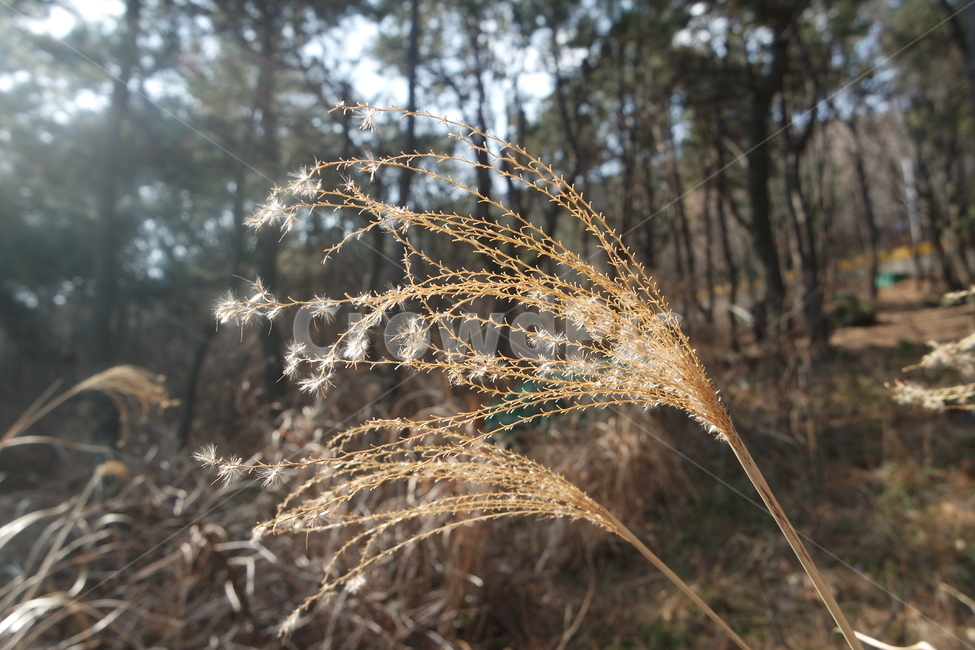 억새,가을,autumn,금빛,풍경,자연,나무,tree