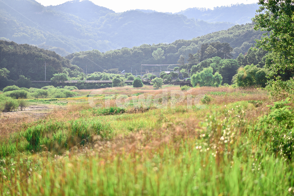 갈대밭,대전,대청호,풍경,사진,숲,추동,습지,생태공원,자연,풍경,nature,landscape,한국자연풍경,한국자연경관,korea nature landscape,outdoors,옥외,grassland,목초지,field,들
