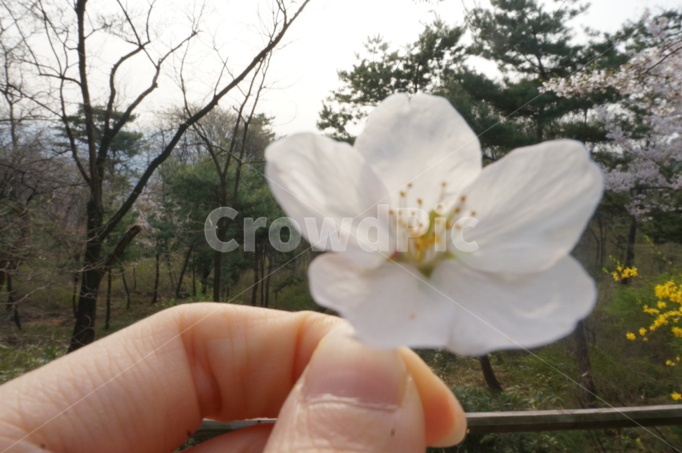벚꽃,봄,식물,자연,flower