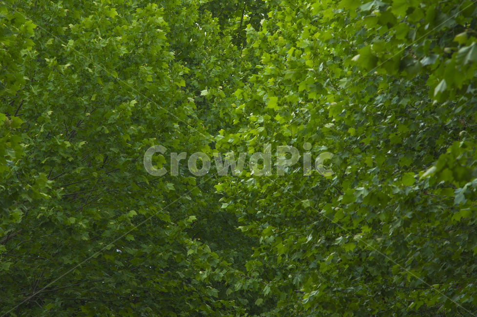 나무,나뭇잎,여름,한여름,빛,plant,식물,tree,식물,자연,plants,nature,나무,trees,wood