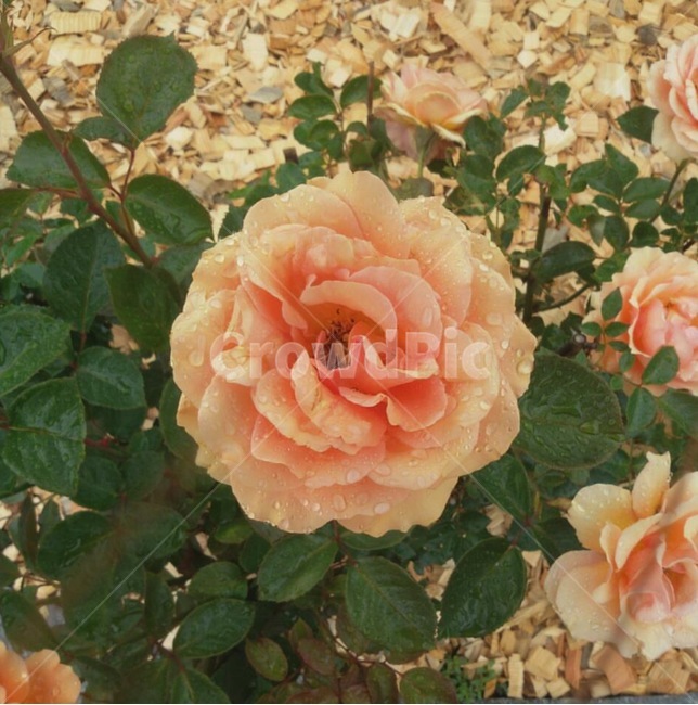 rose,장미,plant,flower,꽃