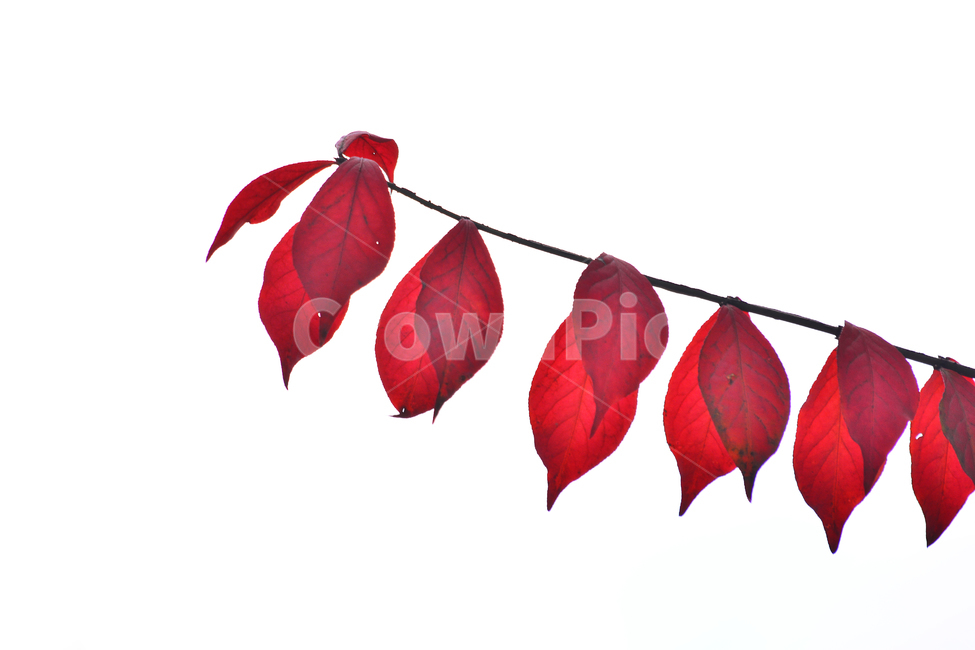 가을,누끼,감성,잎새,feeling,sensible,emotion,나뭇잎,가을풍경,가을분위기,10월,11월,서정적,fall,autumn,season,시즌,계절,단풍잎,colorful,칼라풀,레드,빨강색,red,leaves,가을,계절,fall,autumn,season,식물,자연,plants,nature,누끼,remove background,leaf,잎,plant,veins,정맥