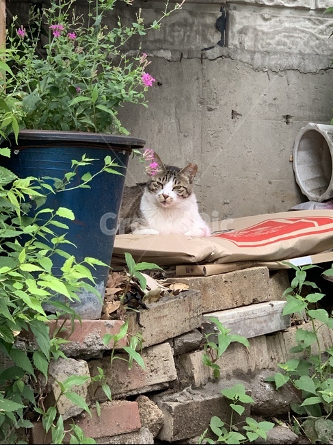 고양이,길고양이,들고양이,야옹이,길냥이
