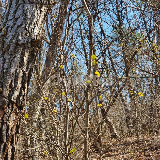 tree,나무,plant,식물,treetrunk,나무줄기,꽃,flower,봄,spring
