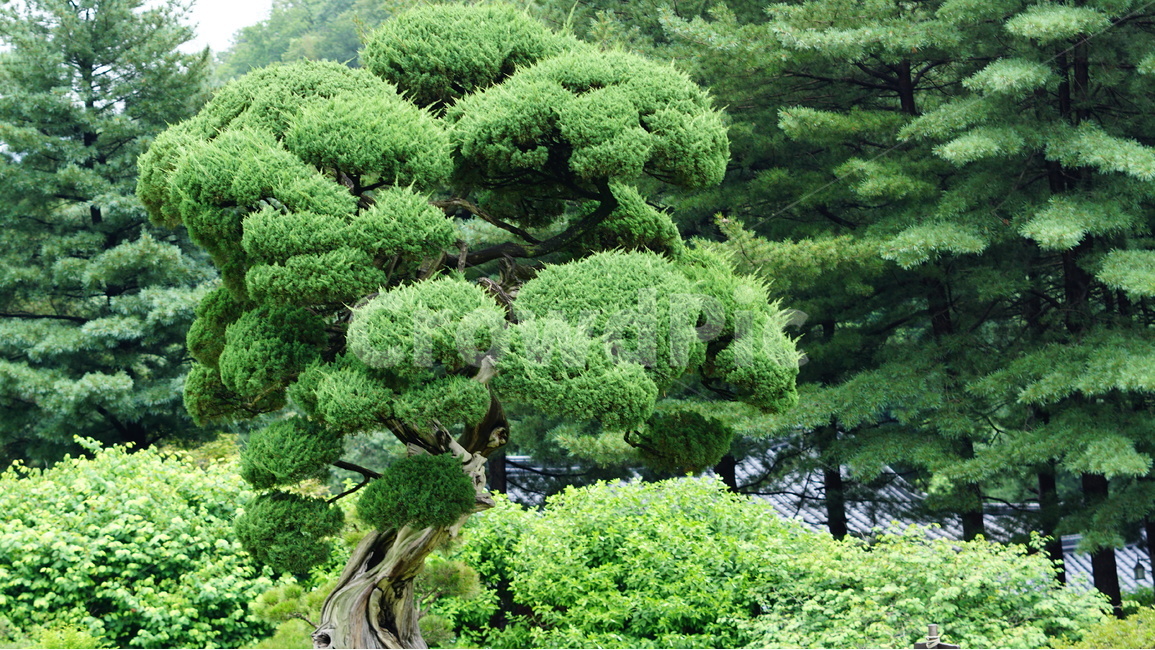 가평,숲,풍경,아침고요,수목원,식물,자연,plants,nature,나무,trees,wood
