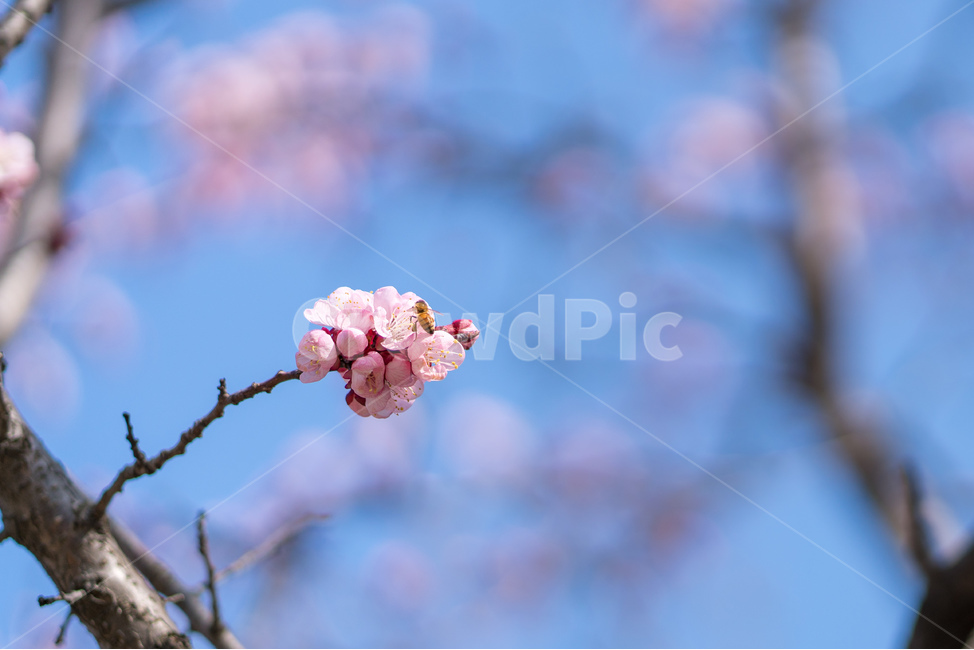 봄,매화,매화나무,하늘,봄꽃,봄,계절,spring,season,식물,자연,plants,nature,꽃,flower,plant,blossom