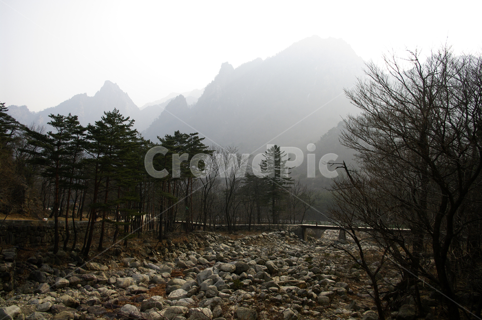 설악산,산,풍경,자연,나무,plant,tree,nature
