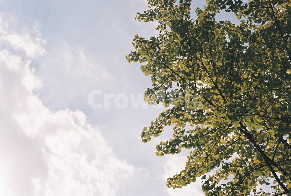 식물,자연,풍경,하늘,나무,무드,mood,tree,plant,nature,필름,film,자연,풍경,nature,landscape