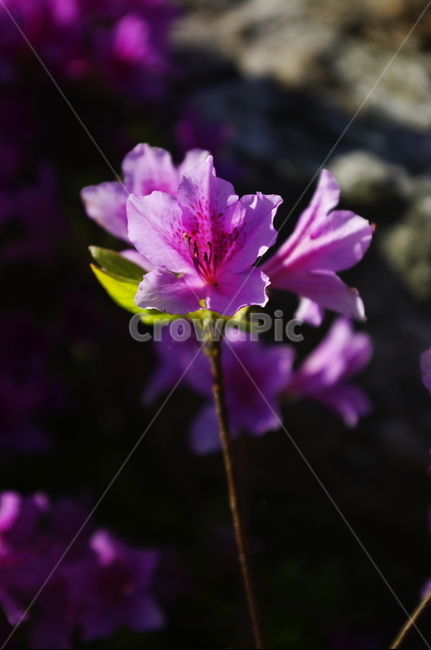 철쭉,식물,plant,자연,nature,꽃,flower,계절,봄,spring,식물,자연,plants,nature,꽃,flower