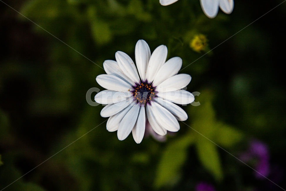 식물,꽃,flower,plant,plants,식물,자연,plants,nature,꽃,flower