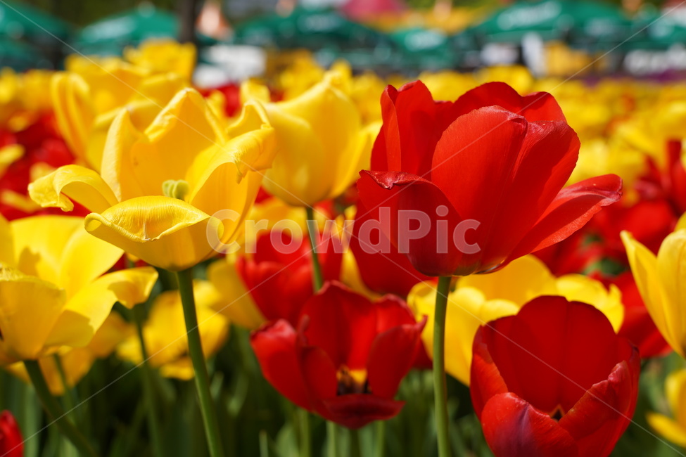 꽃,꽃박람회,플라워,flower,예쁜꽃
