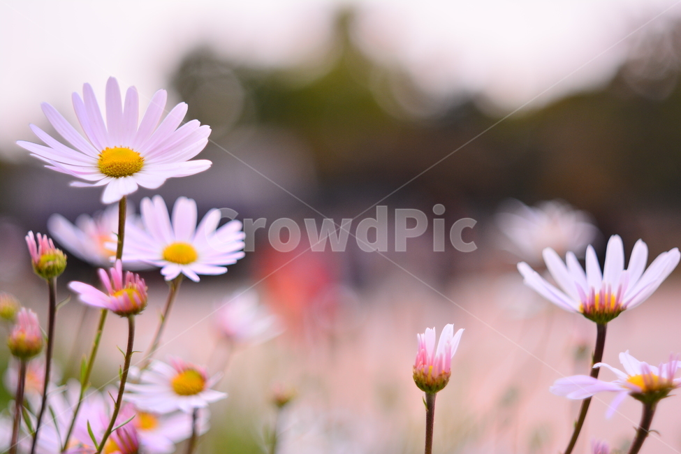 가을,감성,구절초,가을꽃,아웃포커스,분위기,필,느낌,feeling,sensible,emotion,가을풍경,가을분위기,10월,11월,흐릿한,서정적,fall,autumn,season,시즌,계절,보케,빛망울,국화과,초본,식물,하얀색,흰색꽃,하얀꽃,가을,계절,fall,autumn,season,식물,자연,plants,nature,꽃,flower,plant,blossom,daisy,데이지,daisies