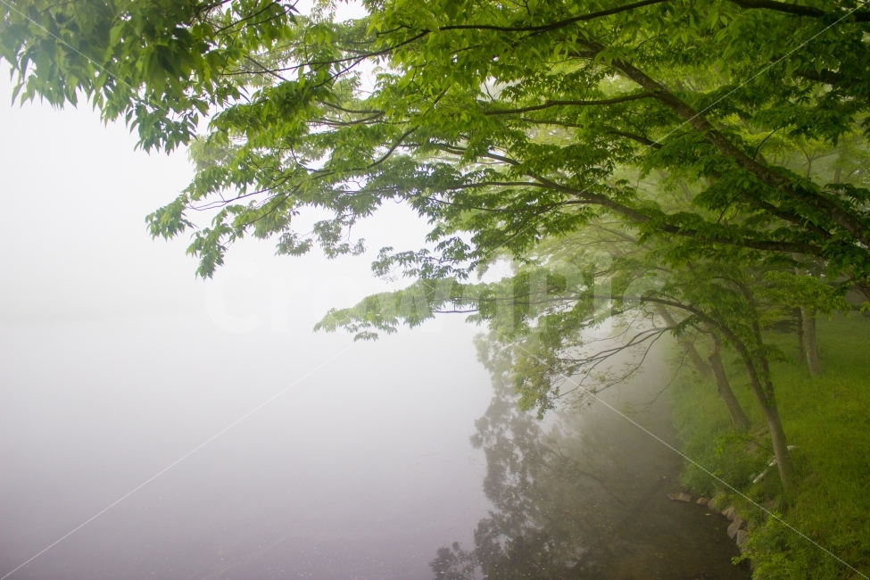 안개,나무,숲,새벽,여행,most,trees,fog,forest,dawn,풍경,landscape,자연,풍경,nature,landscape,weather,날씨,outdoors,옥외