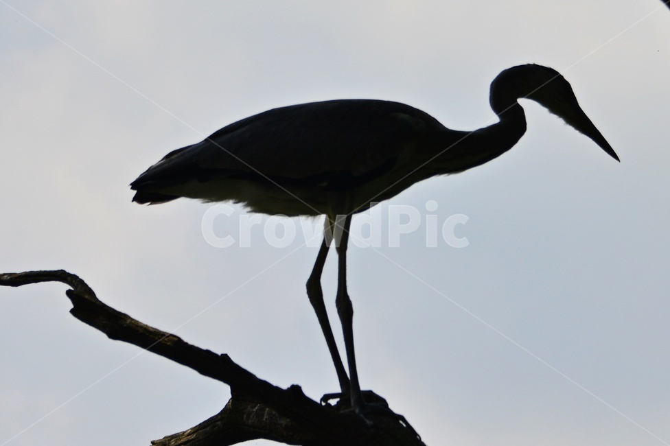 bird,새,animal,동물,waterfowl,egret,백로,stork,황새