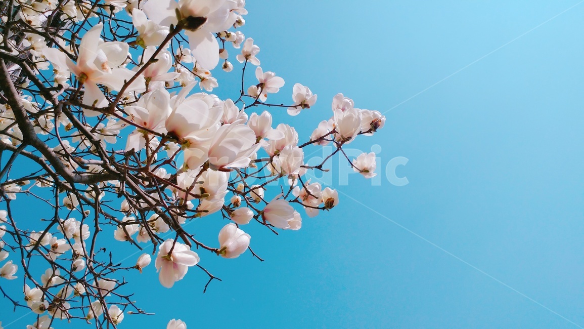 목련,목련꽃,꽃,봄,봄꽃,flower,spring,식물,자연,magnolia,백목련,하늘,sky