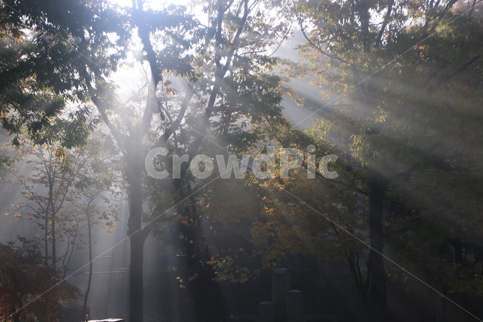 light,빛,플레어,sunlight,nature,자연,날씨,weather,햇빛,자연,풍경,nature,landscape