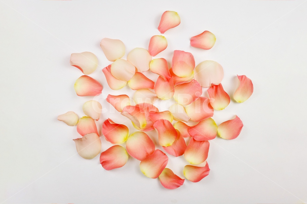꽃잎,백그라운드,식물,자연,계절,봄,꽃,배경,배경이미지,내추럴,flower,nature,flora,background