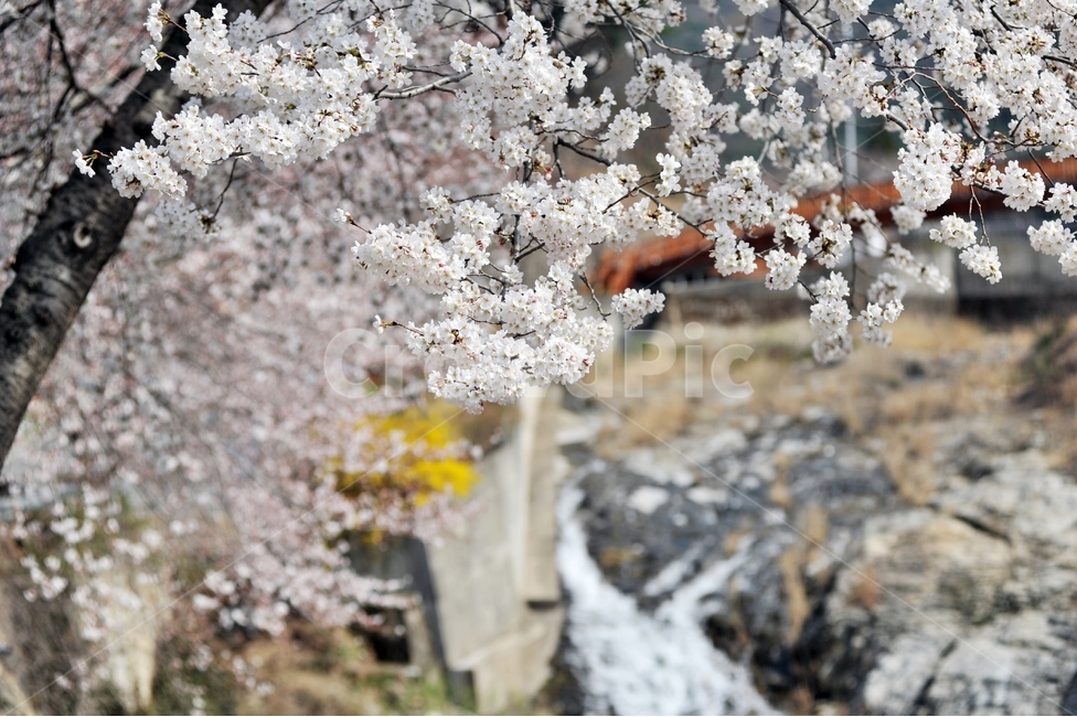벚꽃,봄꽃,화사한꽃,식물,나무,봄소식,개울,장미과,사쿠라,봄,계절,spring,season,식물,자연,plants,nature,꽃,flower,plant,blossom