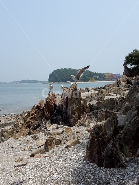 갈매기,바다,겨울바다,바위,물,갈매기떼,바닷물,바닷가,자연,데이트코스,일상,추억,행복,그리움,만남,해변,바다,beach,sea,동물,animal,조류,새,birds