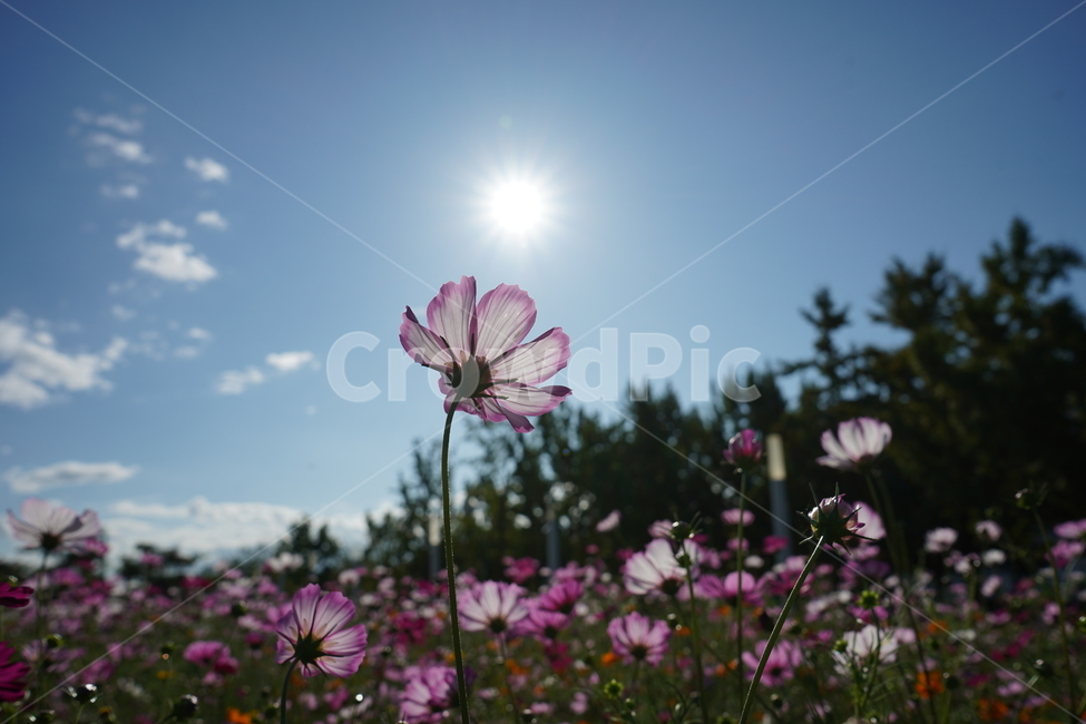 flower,꽃,코스모스,geranium,식물,식물,자연,plants,nature,꽃,flower
