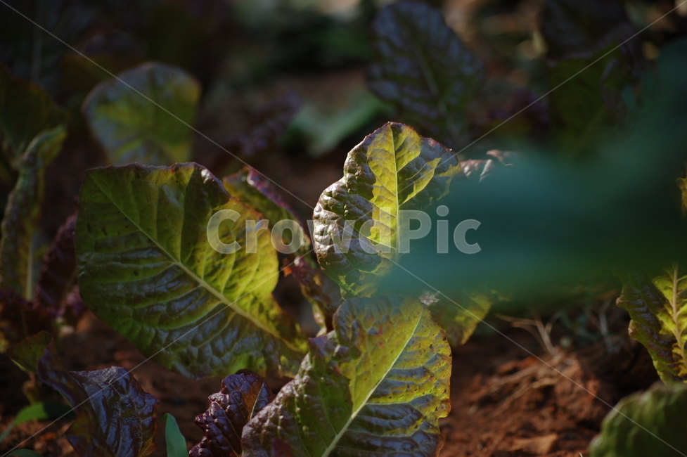 적상추,상추,채소,야채,흙,땅,밭,농사,재배,식물,식물,자연,plants,nature