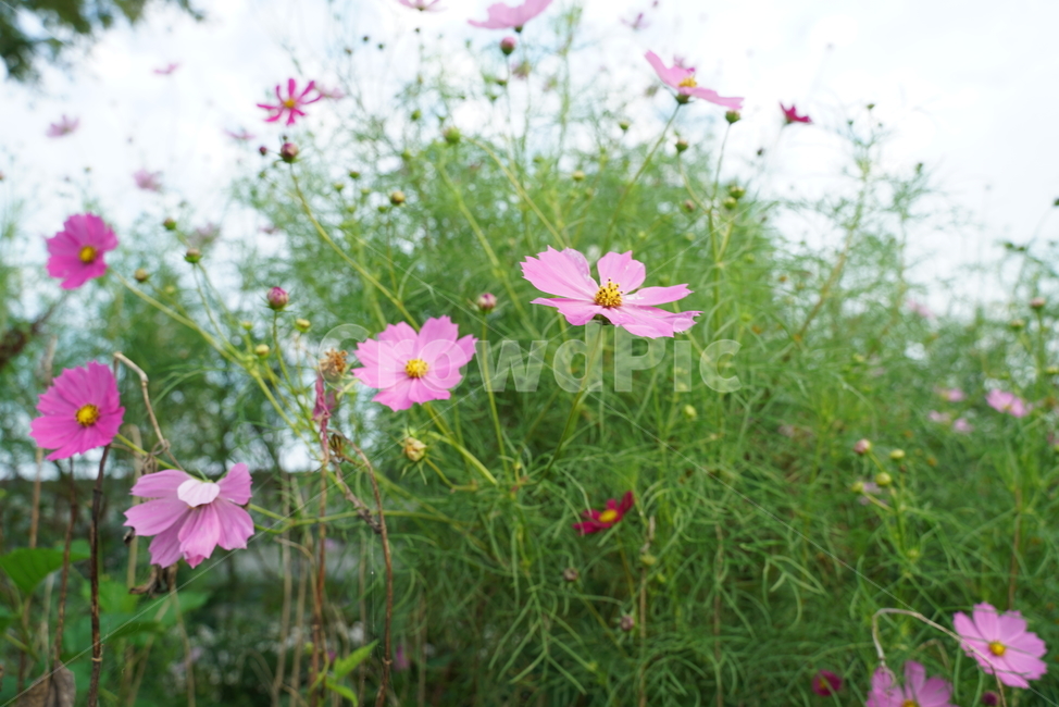 코스모스,cosmds,두상화,국화과,blossom,꽃,plant,식물,flower,petal,꽃잎,식물,자연,plants,nature,꽃,flower