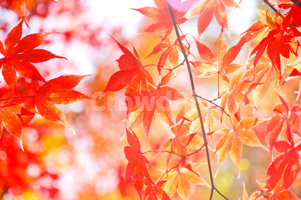 가을,단풍,단풍나무,붉은,오색,가을색,색감,등산,붉은물감,가을,계절,fall,autumn,season,plant,식물,leaf,잎,tree,나무,maple