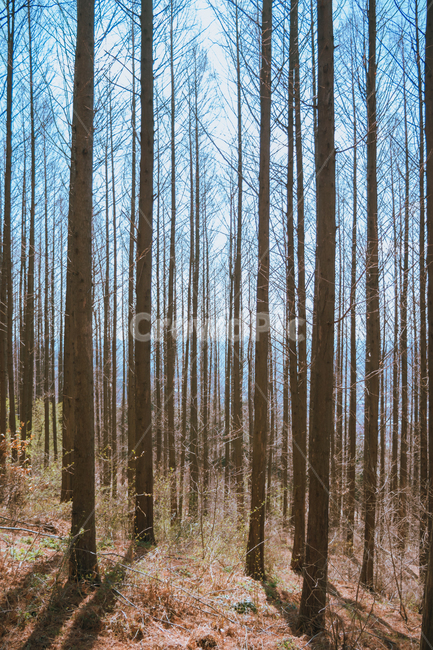 나무,겨울,가을,봄,메타세쿼이아,metasequoia,자연,식물,자연,풍경,nature,landscape,tree,plant