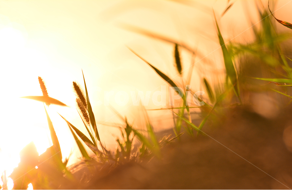 감성,들꽃,수채화,강아지풀,노을,바람,파스텔톤,보케,빛망울,석양,해질무렵,sunset,riverside,flowers,아름다운,강물,물,water,분홍색,햇빛,반사,명멸,feeling,emotion,sensible,landscape,야외,풍경,식물,야생화,들풀,오렌지색,살구색,추억,회상,그리움,분위기,느낌,식물,자연,plants,nature,감성,sensible,feeling,휴식,힐링,rest,relaxation,healing