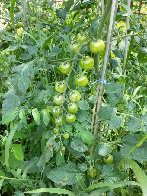 토마토,초록,야채,과일,식물,식물,자연,plants,nature