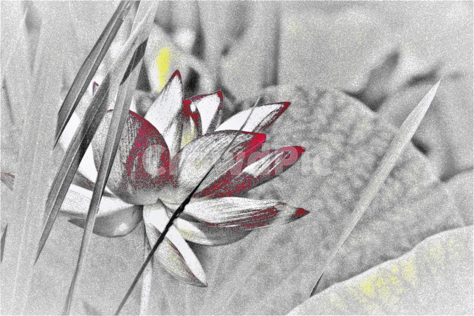 연꽃,꽃,식물,flower,벌,식물,자연,plants,nature,꽃,flower