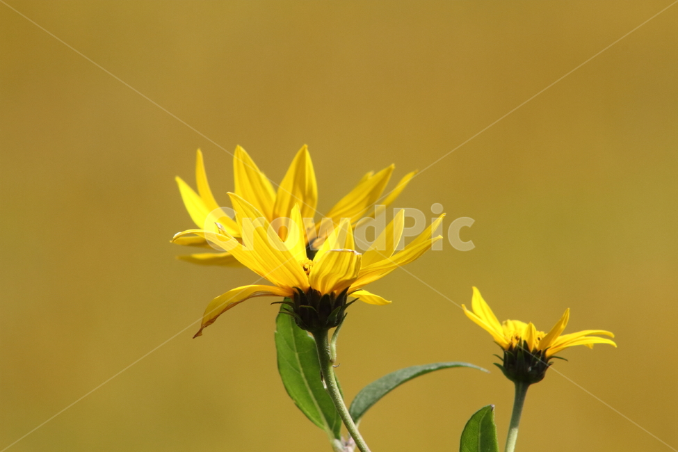 돼지감자,꽃,식물,topinambur,flower,돼지감자꽃,식물,자연,plants,nature,꽃,flower