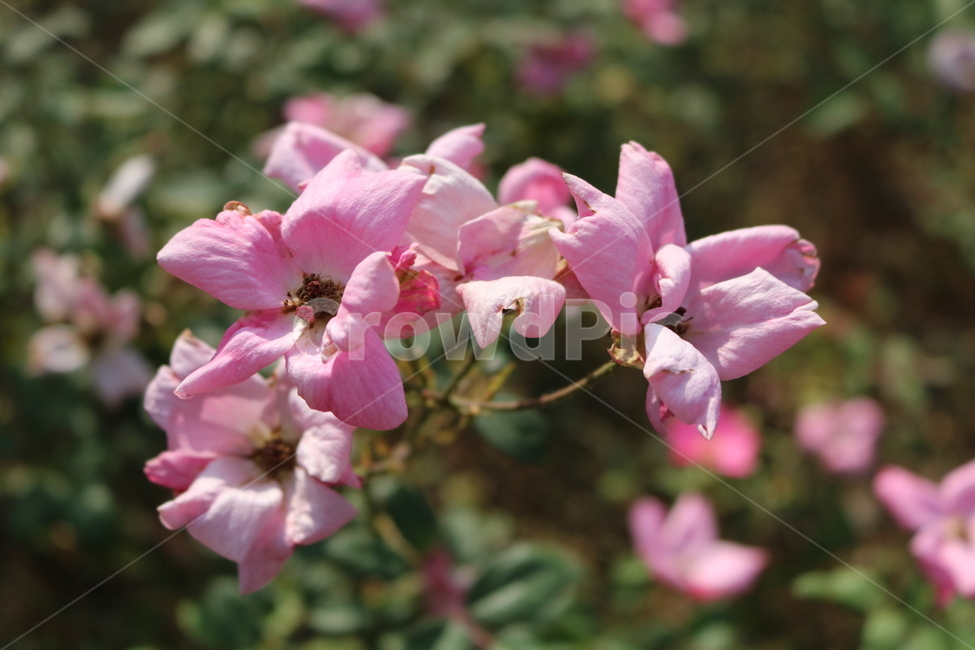 plant,꽃,flower,geranium,제라늄