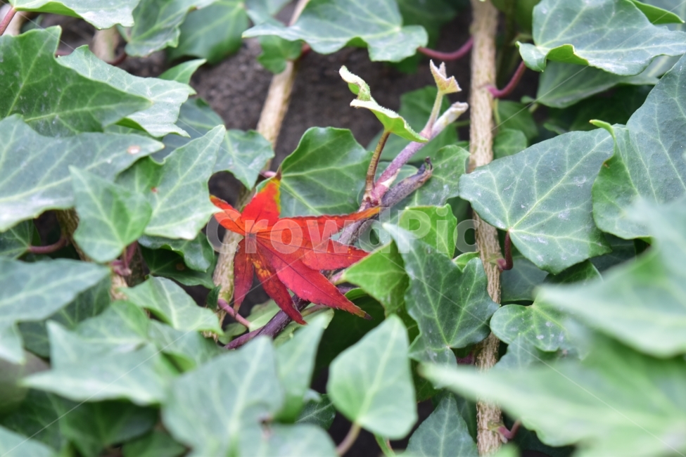 단풍,나무,빨강,잎,초록,가을,계절,fall,autumn,season,식물,자연,plants,nature,plant,leaf