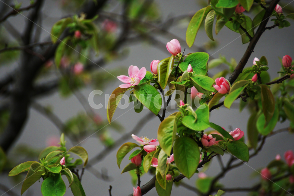 모과,모과꽃,모과나무,분홍색,자연,식물,plant,배경화면,바탕화면,background,chaenomelessinensiskoehne,꽃말,평범,유혹,유일한사랑,열정