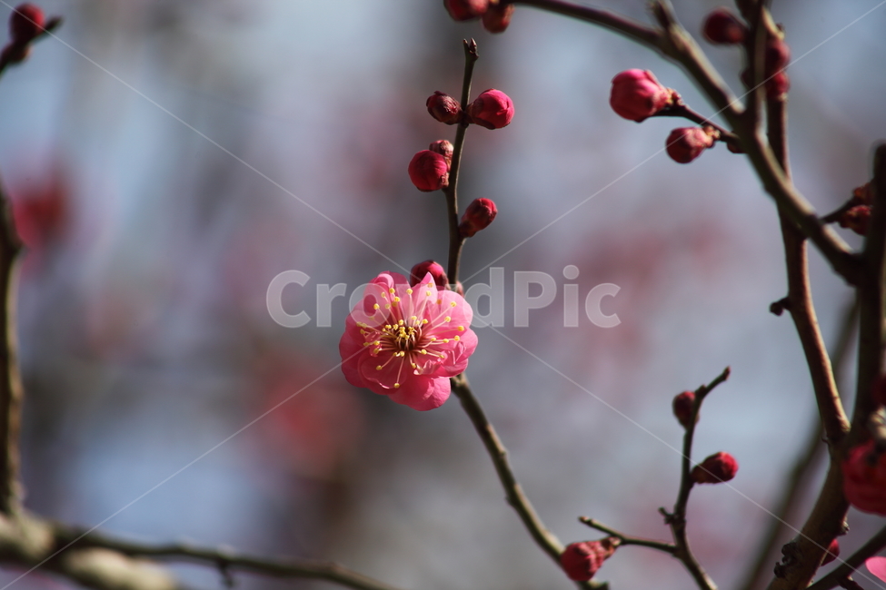 매화,홍매화,식물,japaneseapricot,prunusmume,봄꽃,봄,식물,자연,plants,nature,꽃,flower