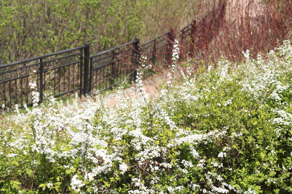 꽃,개화,봄,평화로움,공원,인천대공원,자연,풍경,nature,landscape,식물,plants,꽃,flower,plant