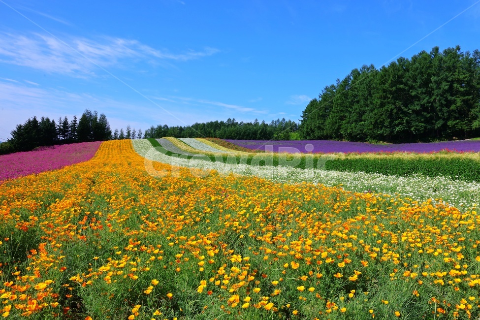 일본,비에이,북해도,꽃,화원,꽃밭,field,들,outdoors,옥외,grassland,목초지,자연,경치,풍경,경관,자연,풍경,nature,landscape