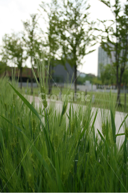 식물,보리,보리밭,초록,공원,식물,자연,plants,nature