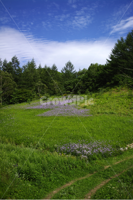 풍경,하늘,꽃밭,나무,고원,식물,자연,풍경,nature,landscape,grassland,목초지,field,들,outdoors,옥외,rural,농촌,farm,농장,meadow
