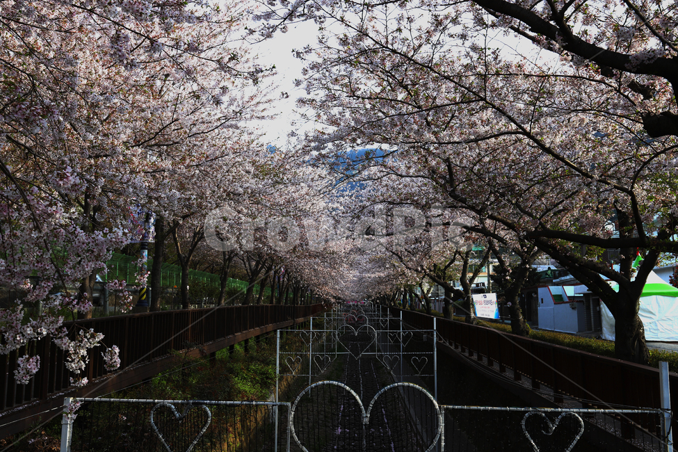 감성사진,진해,여좌천,벚꽃축제,군항제,반영,우산,봄,계절,springseason,감성,벚꽃엔딩,봄,계절,spring,season,plant,식물,flower,꽃,cherry blossom,벚꽃,blossom