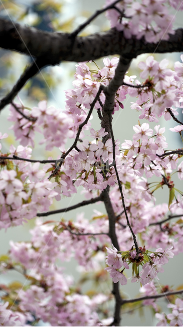 flower,sakura,pink,beautiful,tree,plant,벚꽃,사쿠라,나무