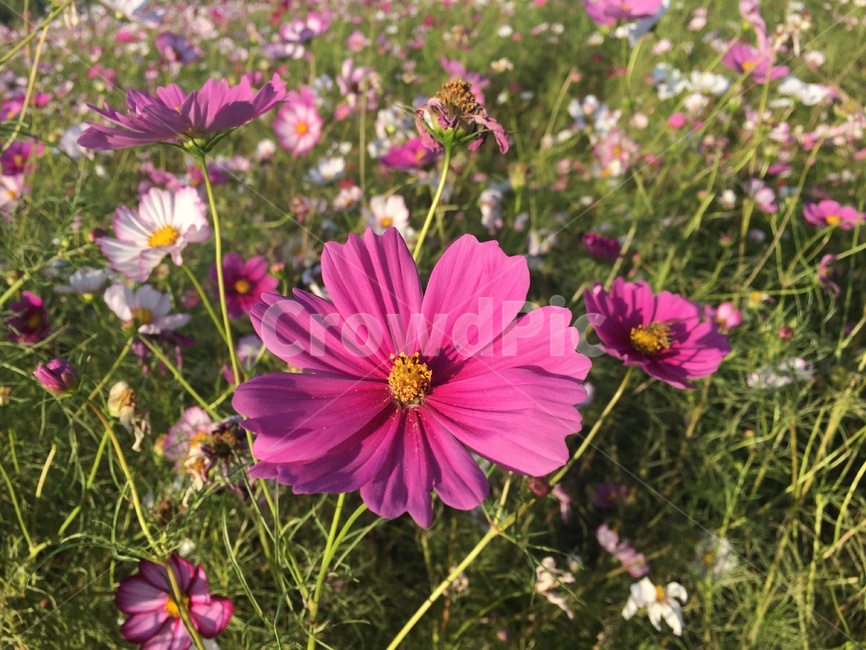 가을,코스모스,꽃,꽃밭,분홍색꽃,fall,flower,cosmos,pinkflower