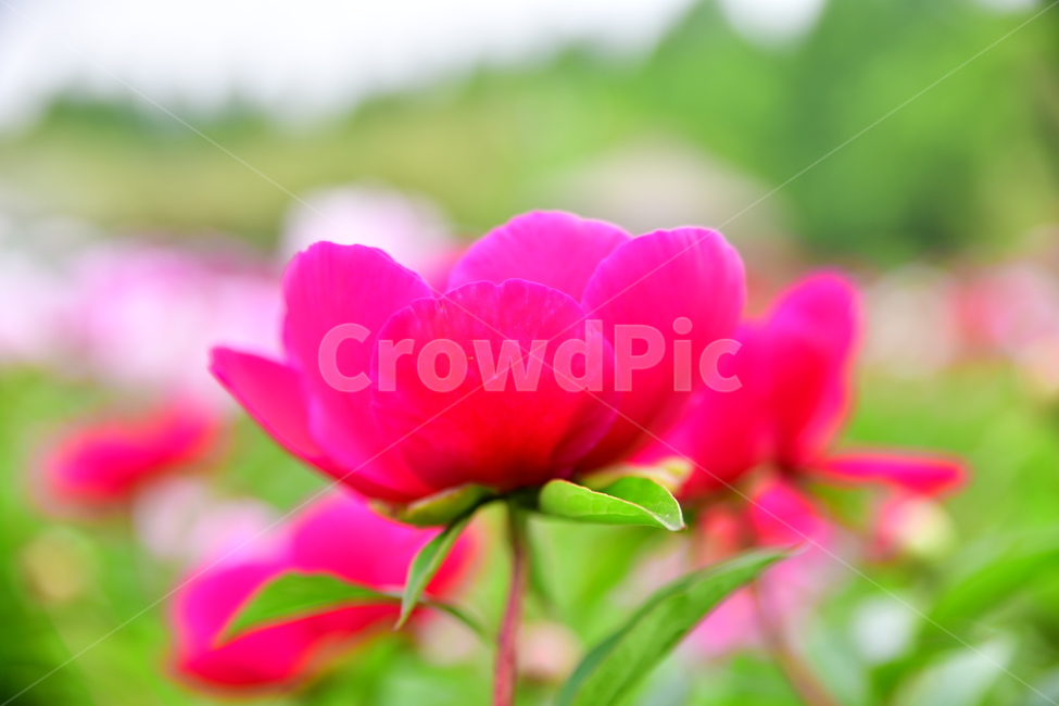 꽃,야생화,정원,수목원,자연,봄,여름,장미,식물,자연,plants,nature,꽃,flower