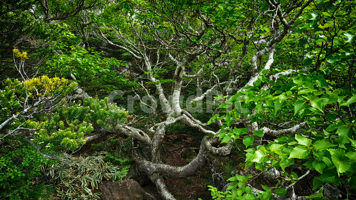한라산,한라산영실코스,영실코스,한라산등산로,한라산풍경,한라산숲길,숲길,숲,나무,tree,식물,plant,나무줄기,등산로풍경,풍경,자연